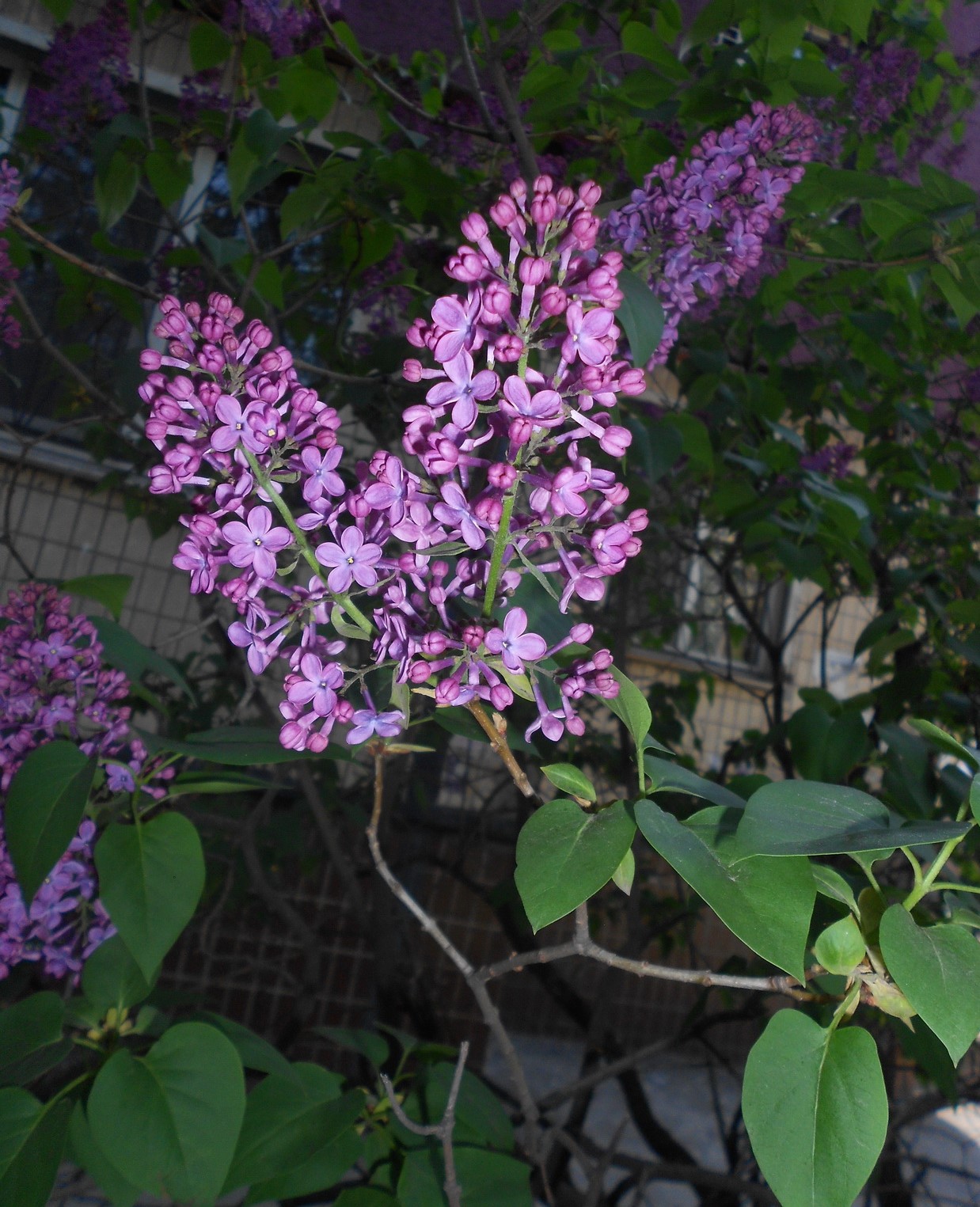 DSCN0822